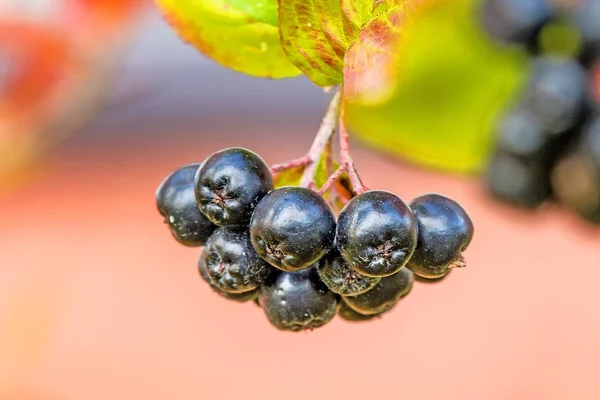 Aronia melanocarpa, bayas maduras de aronia en el árbol —  Fotos de Stock