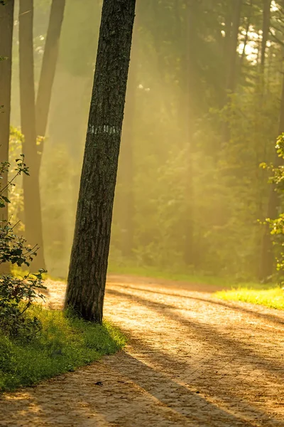 Лес осенью в мягком солнечном свете — стоковое фото