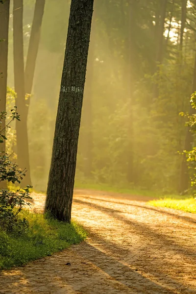 Forest in autumn in soft, sunny light — Stock Photo, Image