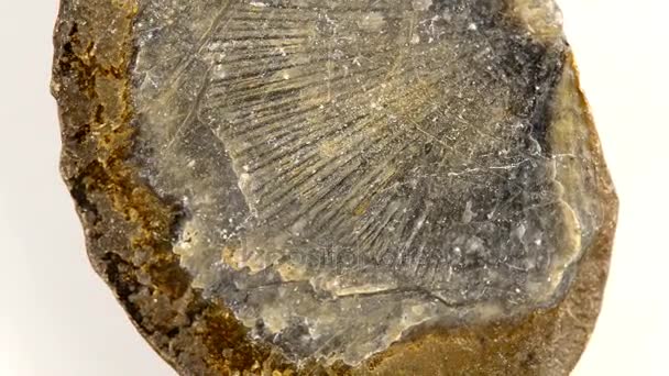 Fóssil Braquiópode Uma Mesa Volta — Vídeo de Stock