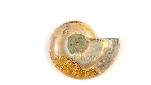 Ammonite Sur Une Table Tournante Opalescente — Video