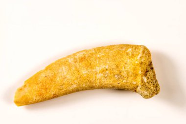 dinozor diş, fosil, portre 