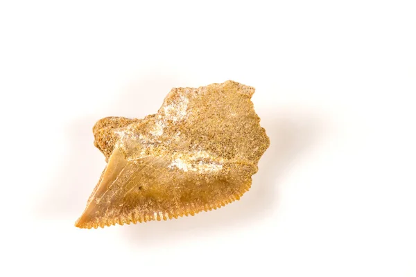 Shark tooth, fossil of a pygmy white shark — Stock Photo, Image