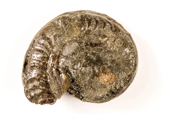 Ammonite, närbild av fossila — Stockfoto