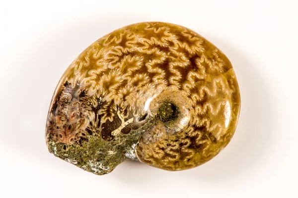 Ammoniteszek, Közelkép a fosszilis — Stock Fotó