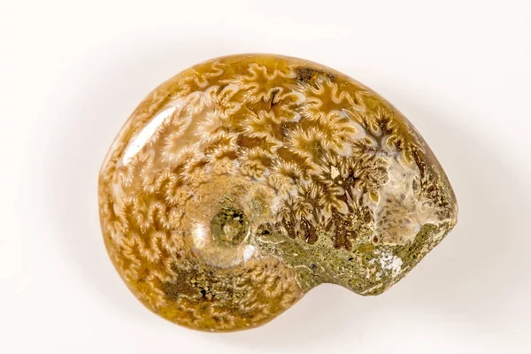 Ammonite opalescente, close-up — Fotografia de Stock