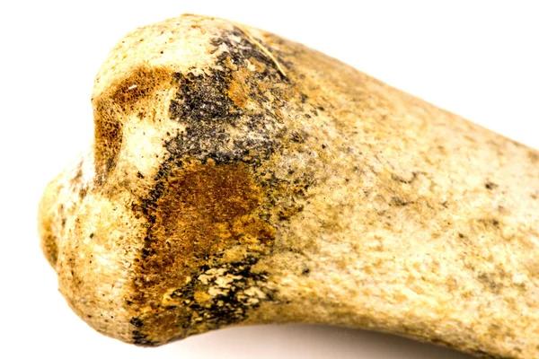 Petrified animal bone, closeup — Stock Photo, Image