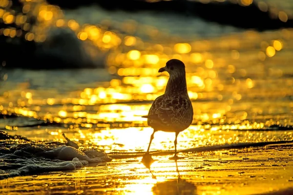 Ringa martı Baltık Sead gündoğumu sırasında bir plajda