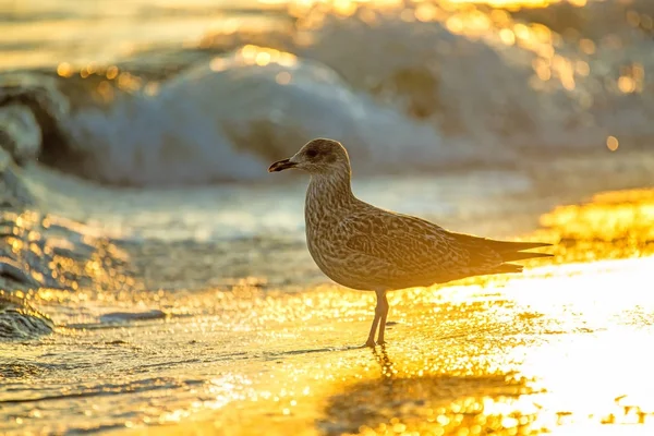 Zilvermeeuw op een strand van de Oostzee Sead tijdens zonsopgang — Stockfoto