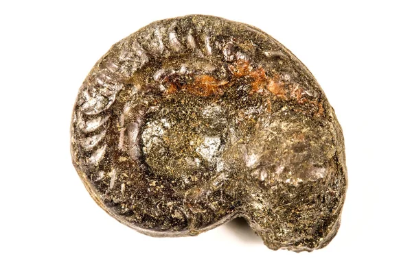 Ammonit, med pyrit närbild — Stockfoto