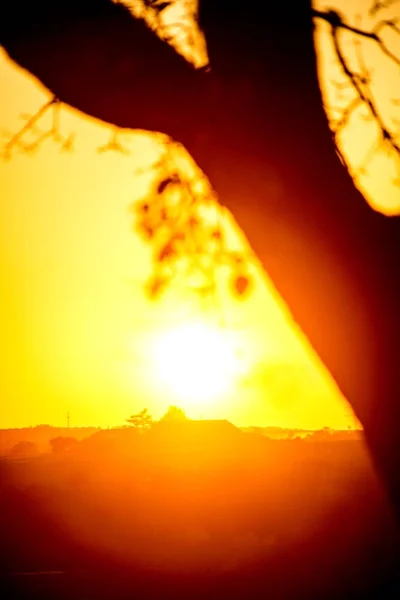 ツリーと秋の夕日 — ストック写真