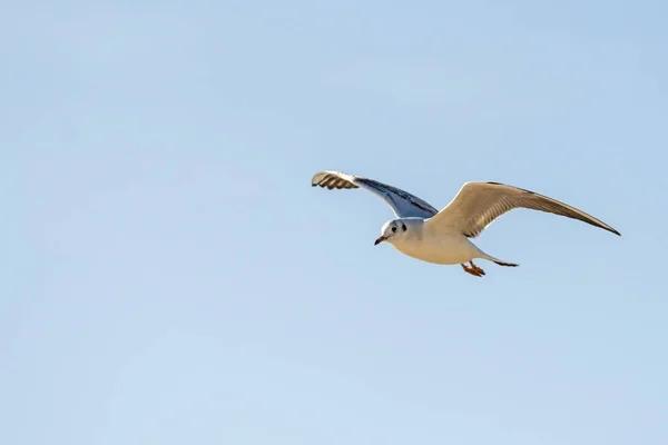 Black-headed gull flying over the Baltic sea — Stock Photo, Image