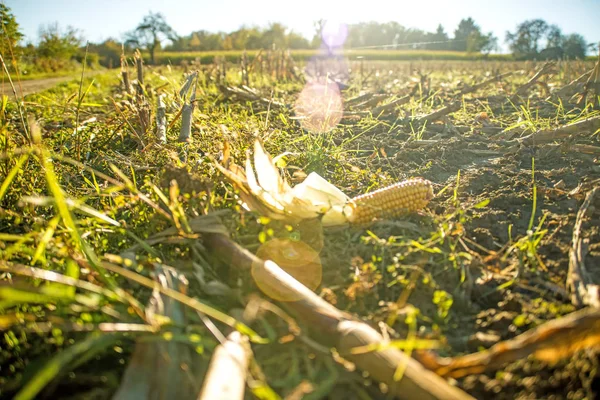 Mazorca de maíz en el campo cosechado en otoño — Foto de Stock