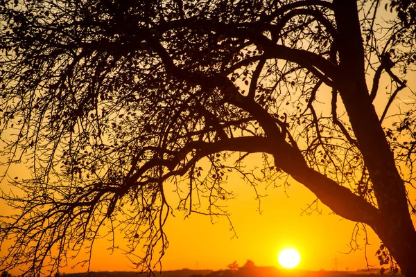 Sonnenuntergang mit Baum — Stockfoto