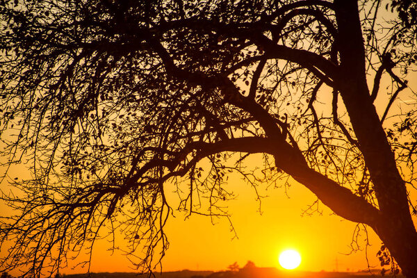 Sunset in autumn with tree