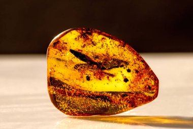 Sun'ın kapanımlar Kehribar'da