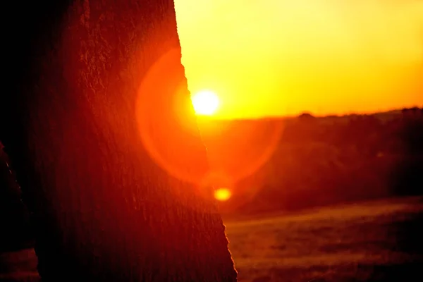 Por do sol no outono com árvore — Fotografia de Stock