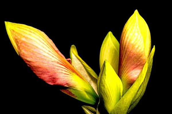 Amaryllis, flower in a closeup — Stock Photo, Image