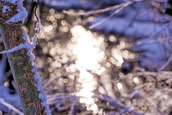 Invierno en Alemania en una reserva natural — Foto de Stock