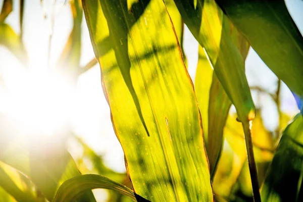 Field of corn in back light — Stock Photo, Image