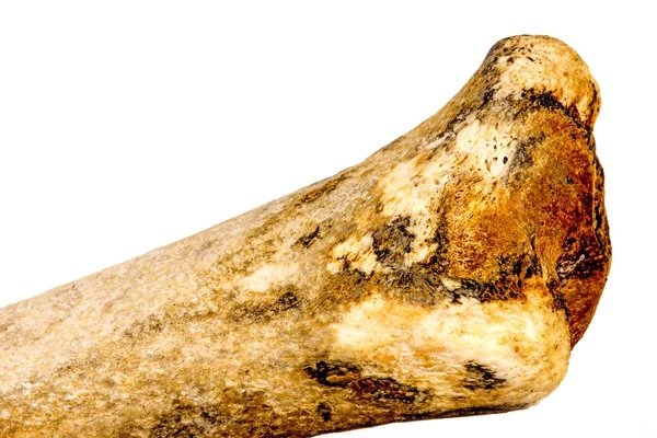 Petrified animal bone, closeup — Stock Photo, Image