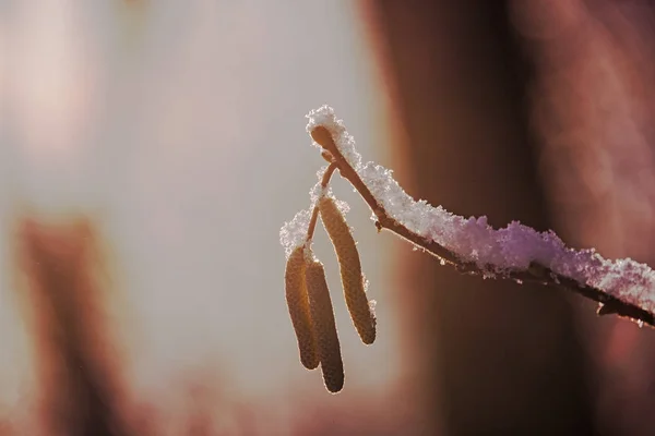 Hazelnoot bloei in de winter — Stockfoto