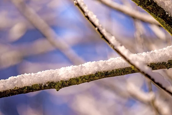 Ветка с снежной шапкой — стоковое фото