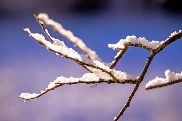 Branche avec bonnet de neige — Photo
