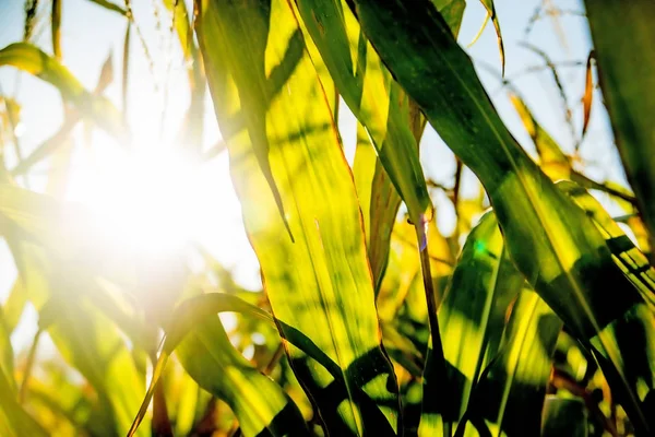 Field of corn in back light — Stock Photo, Image