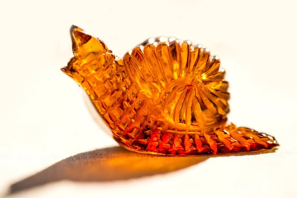Chiocciola di ambra al sole, primo piano — Foto Stock