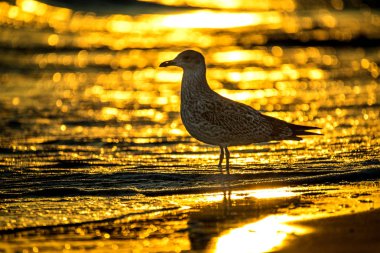 Ringa martı, gündoğumu sırasında Baltık Denizi'nin bir plajda genç kuş