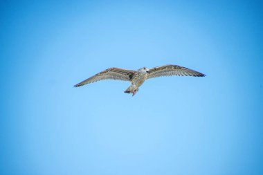 Ringa balığı ve Baltık Denizi üzerinde uçan martı
