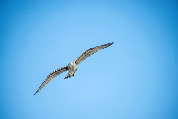 Herring gull flying over the Baltic sea — Stock Photo, Image