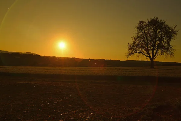 Sonnenuntergang im Herbst mit Baum — Stockfoto