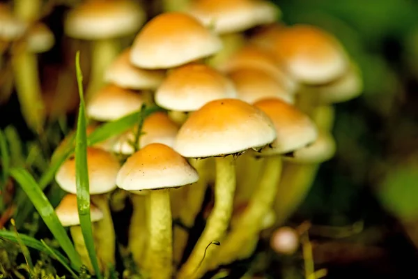 Mushroom in a forest in Poland — Stock Photo, Image
