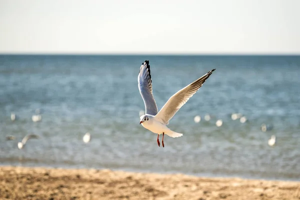 Gaviota de cabeza negra volando sobre una playa — Foto de Stock