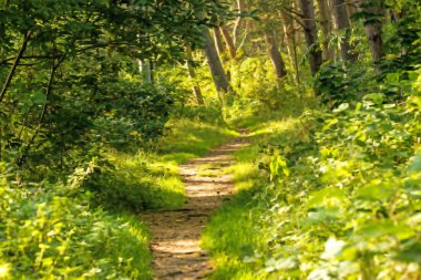 arka ışık Polonya Baltık kıyıları, orman