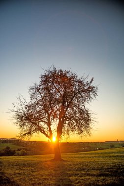ağaç ile sonbahar günbatımı