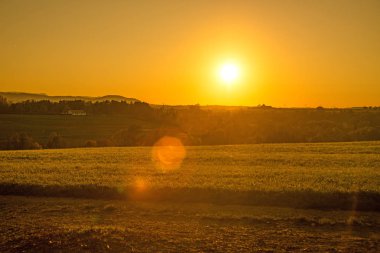 ağaç ile sonbahar günbatımı