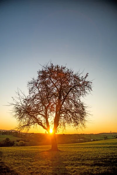 ツリーと秋の夕日 — ストック写真