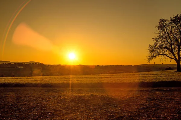 Puesta de sol en otoño con árbol — Foto de Stock