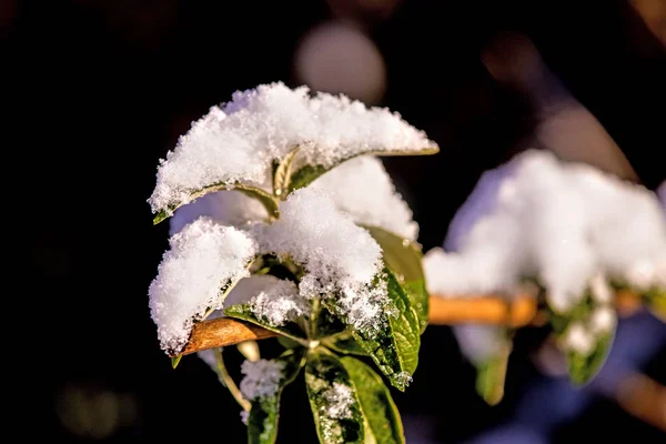 Rama con gorra de nieve — Foto de Stock