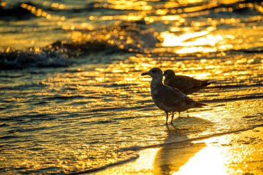 Polonya Baltık Denizi'nin bir plajda gündoğumu adlı genç ringa martı