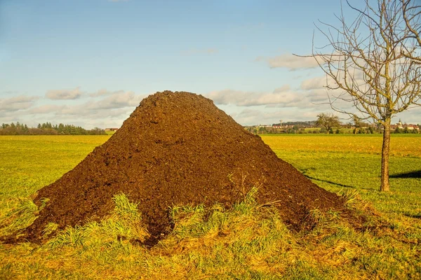 Hnůj kopci na louce — Stock fotografie