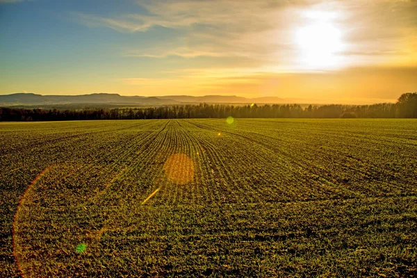 Winterweizenfeld mit Sonnenuntergang in Deutschland — Stockfoto