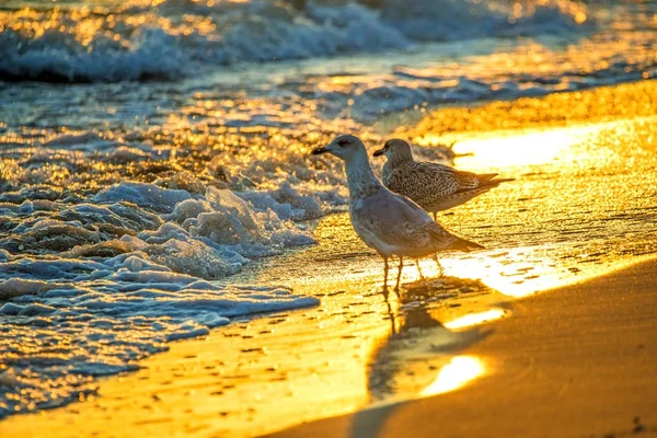 Las gaviotas jóvenes de arenque al amanecer en una playa del mar Báltico en Polonia — Foto de Stock