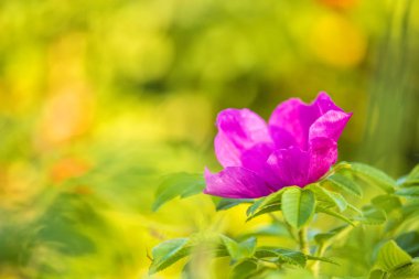 Polonya Baltık Denizi'nin bir plajda gül patates