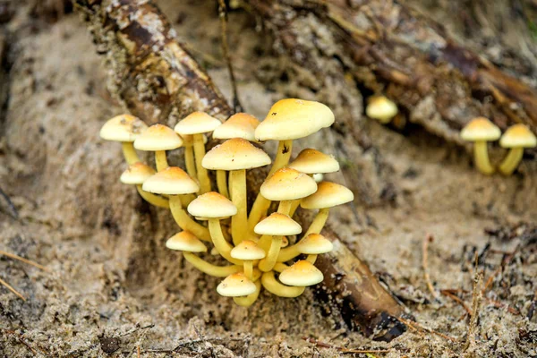 Cogumelo em uma floresta na Polônia — Fotografia de Stock