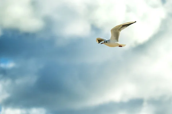 Back headed gull flying over a beach of the Baltic Sea — Stock Photo, Image