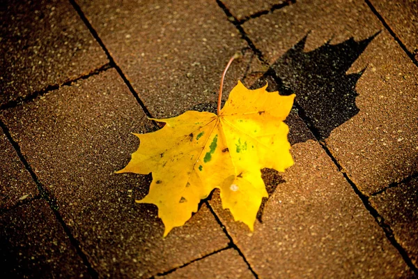 Herbstlich bemaltes Blatt in warmer, sonniger Farbe — Stockfoto